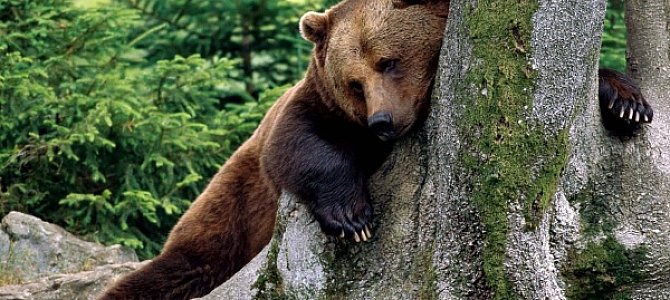 О популяции бурого медведя