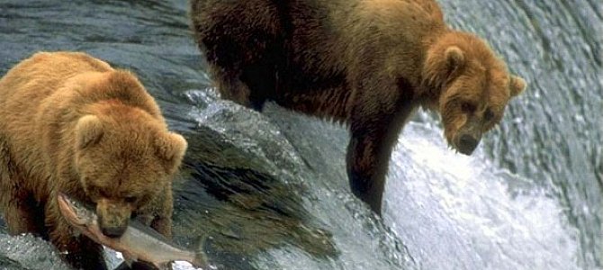 Как медведь ловит рыбу