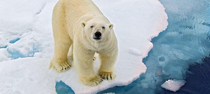 Особенности и характер полярных медведей