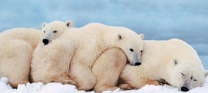 Белые медведи – исчезающий вид животных
