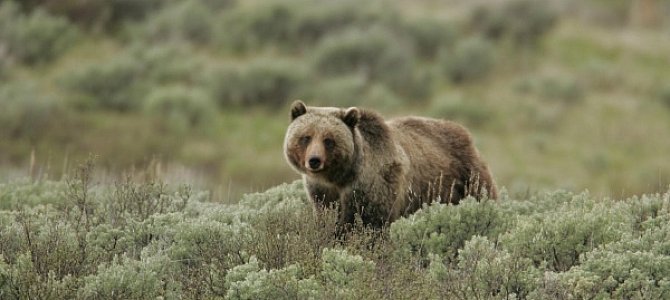 Общие сведения о медведе гризли