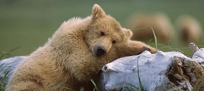 Почему медведи любят мёд?