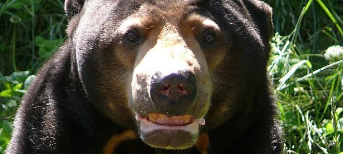 Малайский медведь - самый маленький среди медведей
