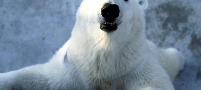 Белые медведи – снежные короли полярного круга