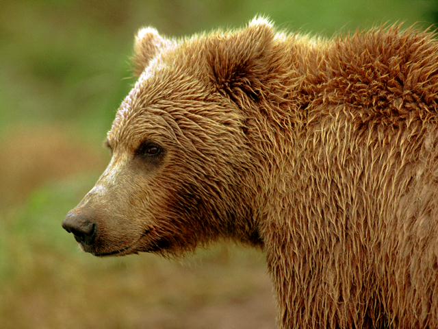 Звуки бурого медведя скачать бесплатно