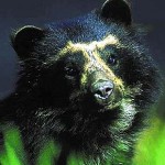 Очковый медведь 