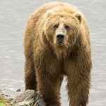 Brown_Bear_us_fish