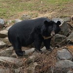 Ursus_thibetanus_Phila
