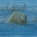 IMAX Bears1 IMAX Bears1