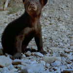 IMAX Bears2 IMAX Bears2