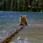 IMAX Bears3 IMAX Bears3
