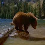 IMAX Bears4 IMAX Bears4