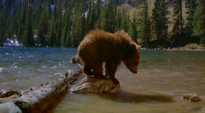 IMAX Bears4
