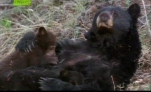 BBC: Медведи страны Большого Неба / BBC: Big Sky Bears