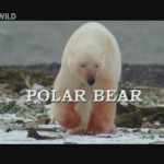 Полярный медведь (Алькатрас для белых медведей) / Polar Bear
