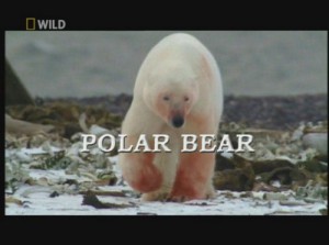 Полярный медведь (Алькатрас для белых медведей) / Polar Bear