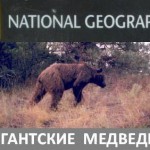 Национальное Географическое Общество: Гигантские медведи / National Geographic: Giant Bears of Kodiak Island