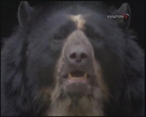 Рай для животных. По следам очкового медведя.