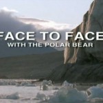Лицом к лицу с белым медведем / Face to face with a polar bear