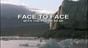 Лицом к лицу с белым медведем / Face to face with a polar bear