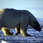 Внешний вид белого медведя