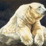Печень белого медведя