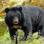 Поведение белогрудого медведя Поведение белогрудого медведя