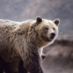 Зима для северо-американского гризли