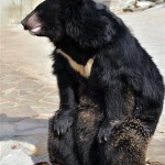 Тайваньский черный медведь
