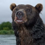 Жизнь бурого медведя Жизнь бурого медведя