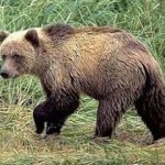 Кто он, медведь? Кто он, медведь?