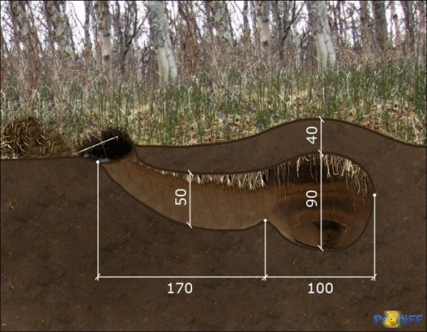 Как обустроена медвежья берлога?