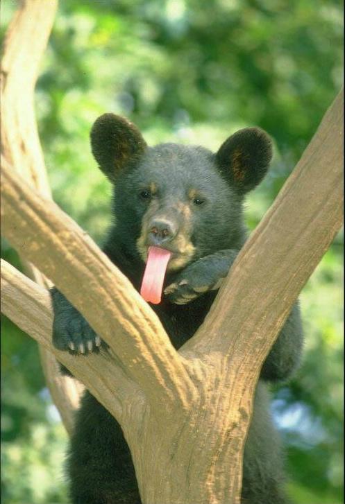 http://www.bearworld.ru/wp-content/gallery/bearworld/medvedi-foto/00015683.jpg