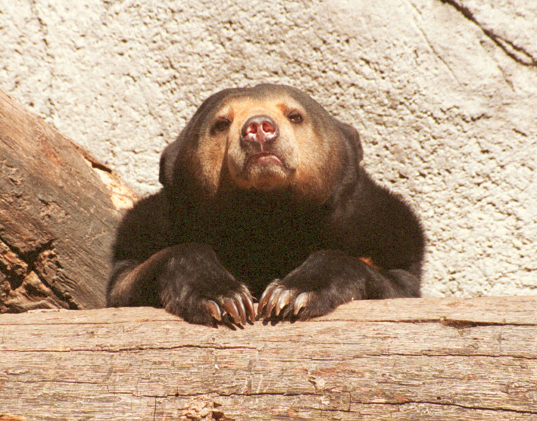 http://www.bearworld.ru/wp-content/gallery/bearworld/medvedi-foto/00015727.jpg
